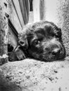 A tender black puppy lying down for the photo. the photo is in black and white