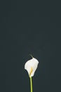 Tender blooming calla flower isolated