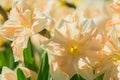 Tender blooming narcissus flowers of peach color in spring garden Royalty Free Stock Photo