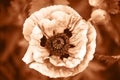 Poppy flower