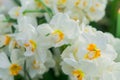 Tender blooming white narcissus flowers in spring garden Royalty Free Stock Photo