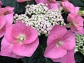 Pink hydrangea in full bloom.