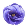 tender blue eustoma flower isolated Royalty Free Stock Photo