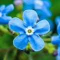 Tender Blue Forget-Me-Not Myosotis Brunnera Boraginaceae Flower Royalty Free Stock Photo