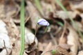 Tender blue liverwort bloomed in the spring forest