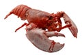 Tender boiled red lobster isolated on white background with clipping path cutout concept for seafood diner, delicious marine Royalty Free Stock Photo