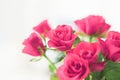 Tender bouquet of pink roses, floral gift and beautiful flowers Royalty Free Stock Photo