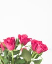 Tender bouquet of pink roses, floral gift and beautiful flowers Royalty Free Stock Photo