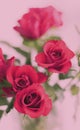 Tender bouquet of pink roses, floral gift and beautiful flowers Royalty Free Stock Photo