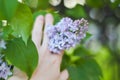 Tender branch purple lilac flowers outdoors macro