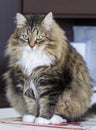 Tender brown tabby cat of siberian breed female sitting in the house Royalty Free Stock Photo