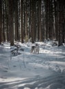 Tender and brutal siberian husky girl in the snow and winter forest.