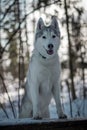 Tender and brutal siberian husky girl in the snow and winter forest.