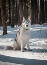 Tender and brutal siberian husky girl in the snow and winter forest.