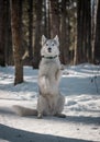 Tender and brutal siberian husky girl in the snow and winter forest.