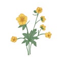 Tender buttercup flowers, buds and leaves hand drawn on white background. Natural drawing of flowering herbaceous plant Royalty Free Stock Photo