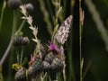 Tender butterfly on a spring flower