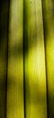 Tender Coconut Leaves Mobile Wallpaper