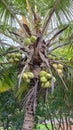 Tender coconuts adorning a coconut tree