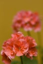 Tender coral flowers Royalty Free Stock Photo