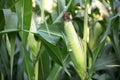 Tender corn on the cob growing in the farmland