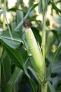 Tender corn on the cob growing in the farmland