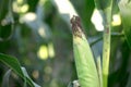 Tender corn on the cob growing in the farmland