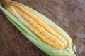 Tender corn cobs peeled to reveal the kernels of corn Royalty Free Stock Photo