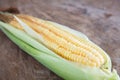 Tender corn cobs peeled to reveal the kernels of corn Royalty Free Stock Photo