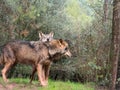 Tender couple of iberian wolves