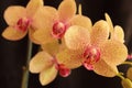 Tender cream speckled orchid phalaenopsis