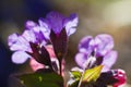 Delicate flowers of unspotted lungwort, shine in direct sun rays, early spring morning in a forest, dark blurred background Royalty Free Stock Photo