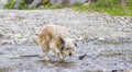 Tender long haired dog in a countryside, Bichon Havanais breed