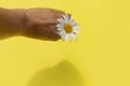 Tender female hand holds a field branch of camomile Royalty Free Stock Photo