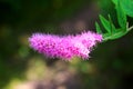 Tender flower pink terry spiraea