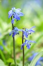 Tender flower Scilla siberica in blossom