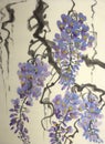 Tender flowering wisteria