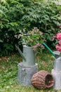 Tender flowers in an old green watering can