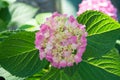 Tender flowers soft little petals. Perfume aroma fragrance concept. Flower scent. Blossom of pink hydrangea close up Royalty Free Stock Photo