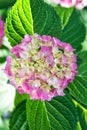 Tender flowers soft little petals. Perfume aroma fragrance concept. Flower scent. Hydrangea summer flower plant