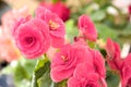 tender fresh pink begonia terry flowers and petals bush in a t