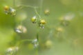 Tender fresh soft bright dew on twig with glare and reflections inside in sunbeams on blur green background, macro, texture.