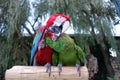 Kissing parrots Royalty Free Stock Photo