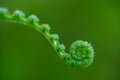 Tender Green Fiddlehead of Young Fern Royalty Free Stock Photo