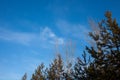 Tender green maple tree leaf around the left and top under light blue sky. It was taken at early summer Kyoto area. The leaves sti Royalty Free Stock Photo