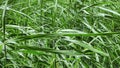 Tender green reeds close-up background.