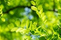 Tender green young leaves of Robinia pseudoacacia black locust, false acacia through which the sun shines through