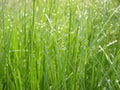 Tender greens of morning grass in dew Royalty Free Stock Photo