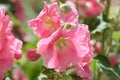 Tender hollyhock Alcea pink flowers in the summer garden Royalty Free Stock Photo