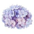 Tender hydrangea flower watercolor illustration. Light blue with pink full blooming elegant garden bush. Romantic natural beautif